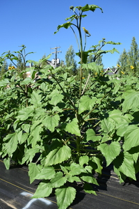 plantside