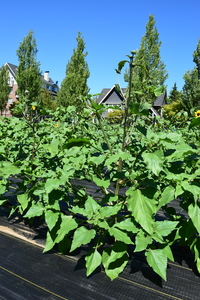 plantside