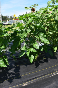 plantside
