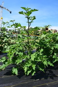 plantside