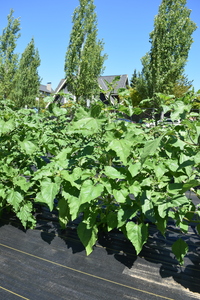 plantside