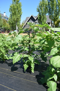 plantside