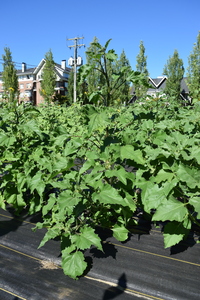 plantside