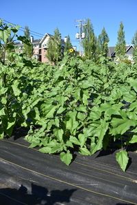 plantside