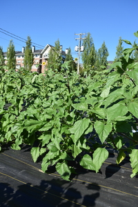 plantside