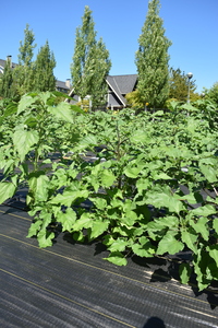 plantside