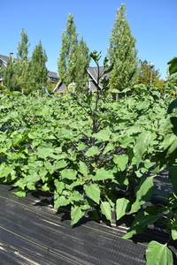 plantside