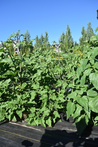 plantside