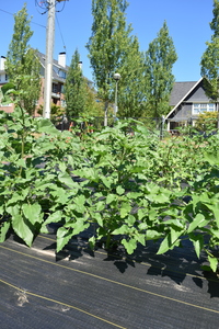 plantside