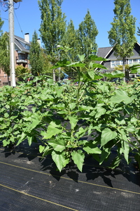 plantside