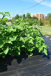 plantside