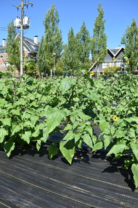 plantside
