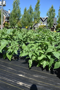 plantside