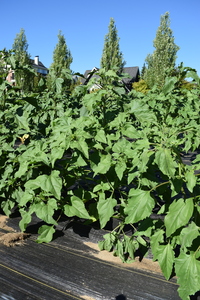 plantside
