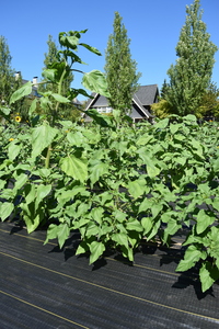 plantside