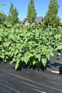 plantside