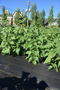 plantside