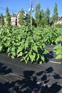 plantside