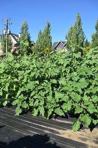 plantside