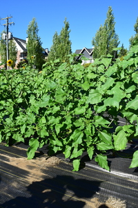 plantside