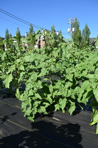 plantside