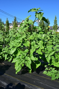 plantside