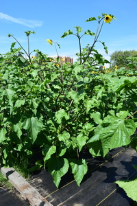 plantside