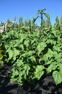 plantside