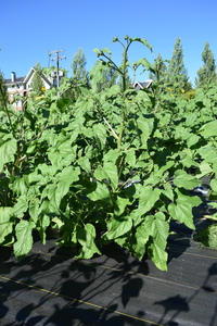 plantside