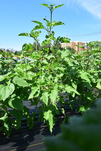 plantside