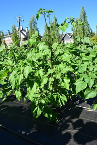 plantside