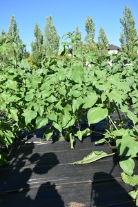plantside