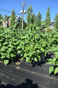 plantside