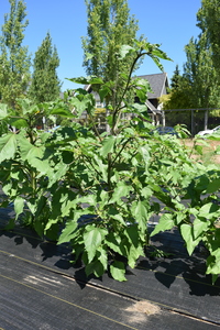 plantside