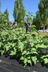 plantside