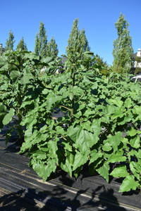 plantside