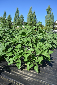 plantside