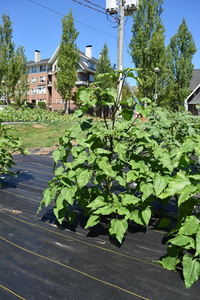 plantside