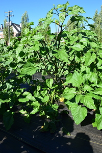 plantside