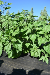 plantside