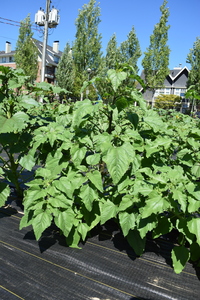 plantside