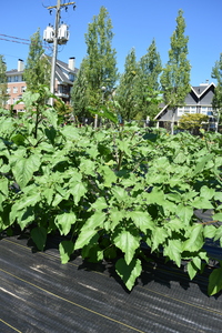 plantside