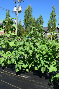plantside