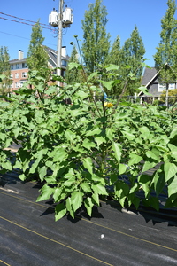 plantside