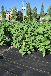 plantside