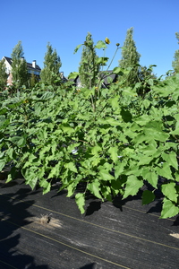 plantside