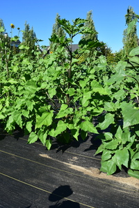 plantside