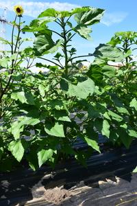 plantside