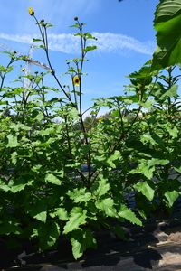 plantside