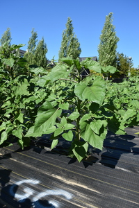 plantside
